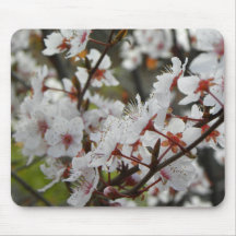 Primavera en Canberra