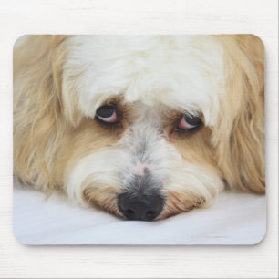 Alfombrilla De Ratón primer chistoso del perro del frise del bichon