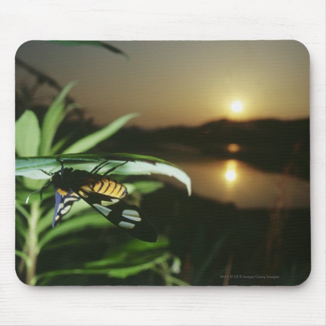 Alfombrilla De Ratón Primer de la mariposa en la hoja en la puesta del (Frente)