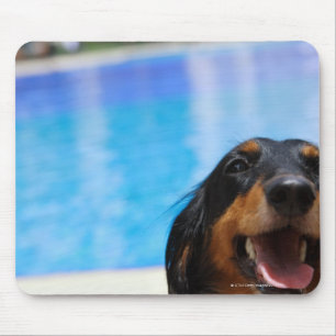 Alfombrilla De Ratón Primer de un jadeo del perro del Dachshund