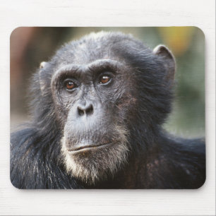 Alfombrilla De Ratón Primer plano de chimpancé macho