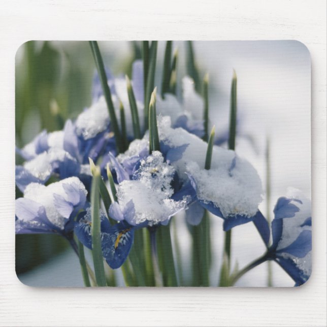 Alfombrilla De Ratón Primer plano de Iris (Frente)