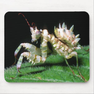 Alfombrilla De Ratón Primer plano de la mantis hottentota
