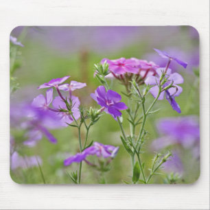 Alfombrilla De Ratón Primer plano de Phlox de Drummond, Phlox drummondi