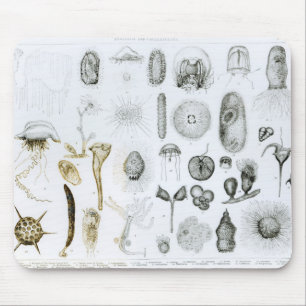 Alfombrilla De Ratón Protozoos y celerentéreos