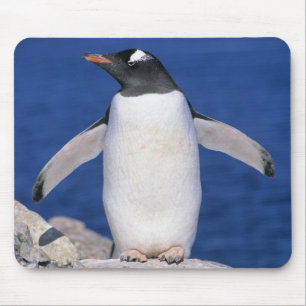 Alfombrilla De Ratón Puerto del pingüino de Gentoo (Pygoscelis papua)