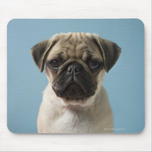 Alfombrilla De Ratón Pug Puppy Con Fondo Azul