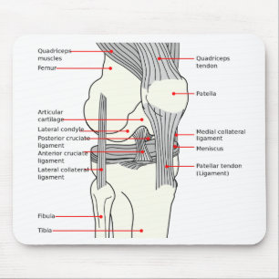 Alfombrilla De Ratón Pulsera del ratón Diagrama anatómico unión de rodi