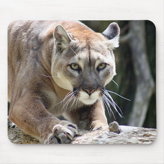 Alfombrilla De Ratón Puma salvaje (Frente)