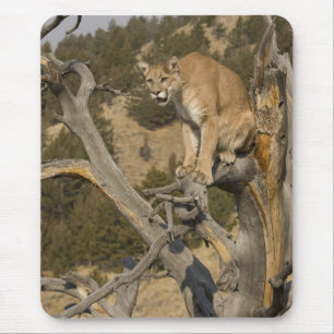 Alfombrilla De Ratón Puma, también conocido como puma, cougar; Puma con