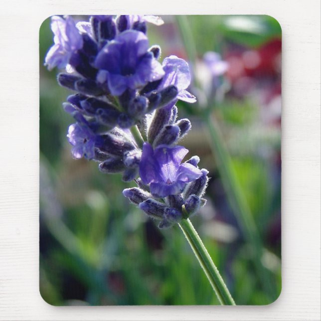 Alfombrilla De Ratón Púrpura Flor Spike (Frente)