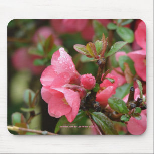 Alfombrilla De Ratón Quince de floración rosa primavera