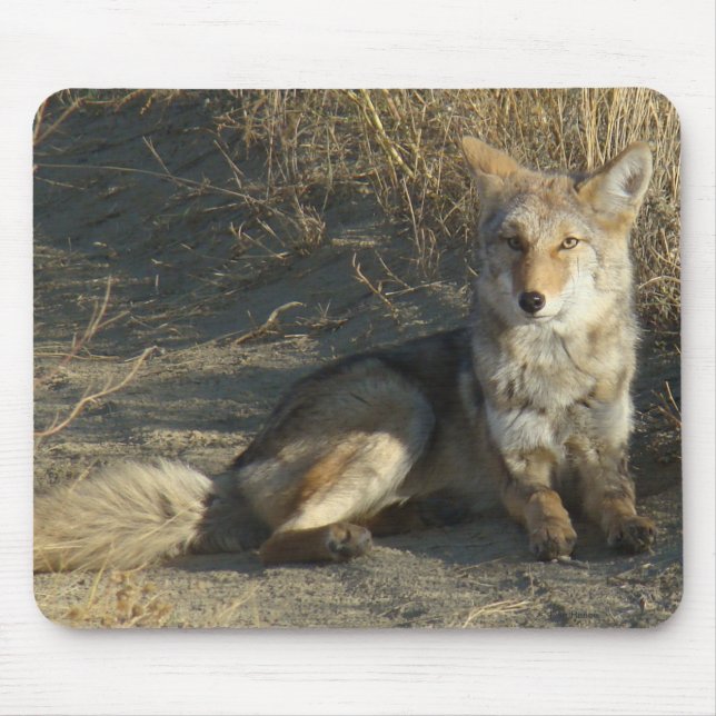 Alfombrilla De Ratón R19 Coyote Acostado (Frente)