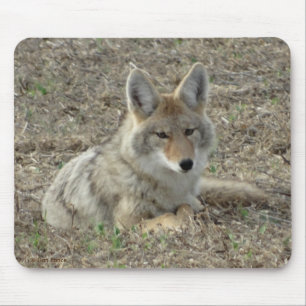 Alfombrilla De Ratón R22 Coyote Acostado