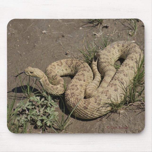 Alfombrilla De Ratón R6 Prairie Rattlesnake (Frente)