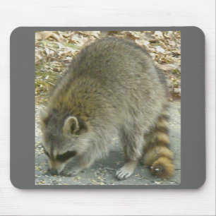 Alfombrilla De Ratón Raccoon en Rock Mousepad