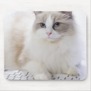 Alfombrilla De Ratón Ragdoll cat en el teclado del ordenador
