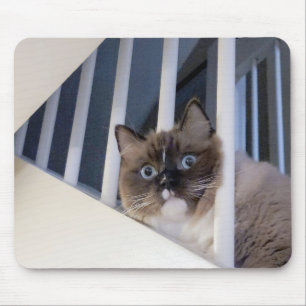 Alfombrilla De Ratón Ragdoll Cat En Escalera