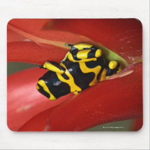 Alfombrilla De Ratón rana Amarillo-congregada del veneno
