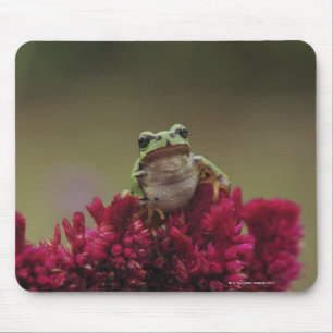 Alfombrilla De Ratón Rana arbórea japonesa (japonica del Hyla) en las