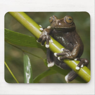 Alfombrilla De Ratón Rana arborícola cautiva de Tapichalaca Hyloscirtus