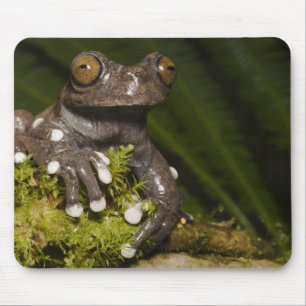 Alfombrilla De Ratón Rana arborícola de Tapichalaca cautiva Hyloscirtus