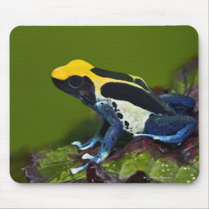 Alfombrilla De Ratón Rana brasileña del dardo del cobalto, Dendrobates