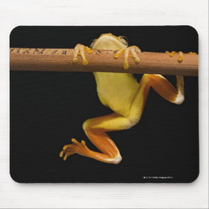 Alfombrilla De Ratón Rana cigala (Limnonectes Leytensis)