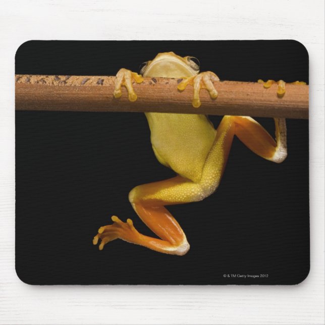 Alfombrilla De Ratón Rana cigala (Limnonectes Leytensis) (Frente)