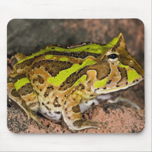 Alfombrilla De Ratón Rana cornuda brasileña, Ceratophrys cornuta, Nativ