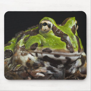 Alfombrilla De Ratón Rana cornuda del Pacífico Ceratophrys stolzmanni)