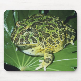Alfombrilla De Ratón Rana Cornuda Ornamentada, (Ceratophrys ornata),