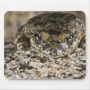Alfombrilla De Ratón rana de árbol de California (Pseudacris cadaverin
