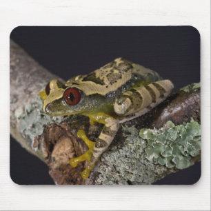 Alfombrilla De Ratón Rana de árbol de ojo rojo africana, Leptopelis