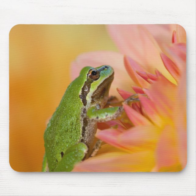 Alfombrilla De Ratón Rana de árbol del Pacífico sobre flores en nuestro (Frente)