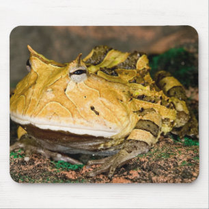 Alfombrilla De Ratón Rana de cuernos brasileña, Ceratophrys cornuta, 3