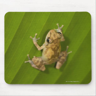 Alfombrilla De Ratón Rana de Dink (diastema del Eleutherodactylus) en