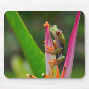 Alfombrilla De Ratón Rana de ojos rojos, Costa Rica