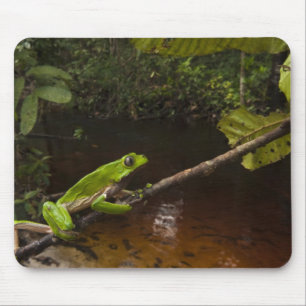 Alfombrilla De Ratón Rana hoja gigante Phyllomedusa bicolor) 2