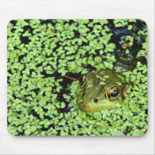 Alfombrilla De Ratón Rana mugidora (adspersus de Pyxicephalus) en