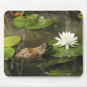 Alfombrilla De Ratón Rana mugidora en la charca del lirio