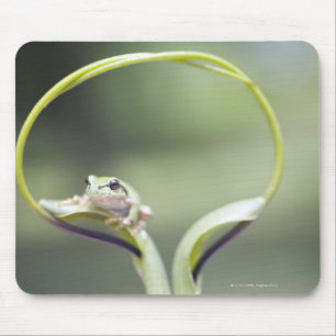 Alfombrilla De Ratón Rana sobre tallo vegetal, Biei, Hokkaido, Japón
