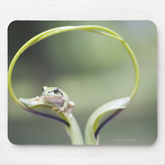 Alfombrilla De Ratón Rana sobre tallo vegetal, Biei, Hokkaido, Japón (Frente)