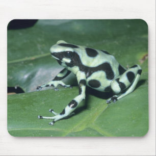 Alfombrilla De Ratón Rana venenosa, (Dendrobates auratus) Cahuita
