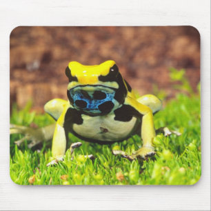 Alfombrilla De Ratón Rana venenosa tinción, Dendrobates tinctorius,