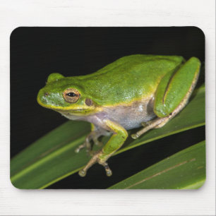 Alfombrilla De Ratón Rana verde arborícola (Hyla cinerea) 2