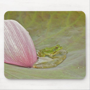 Alfombrilla De Ratón Rana y pétalo de flor de loto, China,