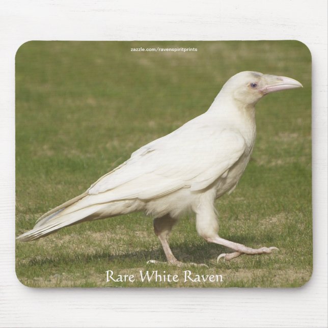 Alfombrilla De Ratón Raras fotografías de vida silvestre de White Raven (Frente)