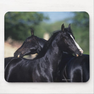 Alfombrilla De Ratón Rasguño árabe del caballo