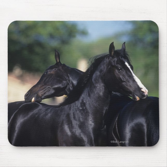 Alfombrilla De Ratón Rasguño árabe del caballo (Frente)